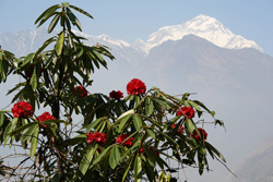 ネパール・ヒマラヤ、シャクナゲ