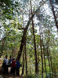 ヒマラヤ保全協会が再生した森林